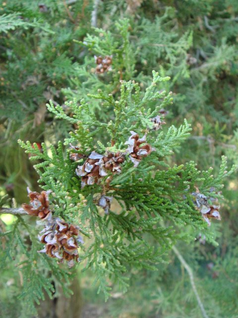 Platycladus orientalis cone